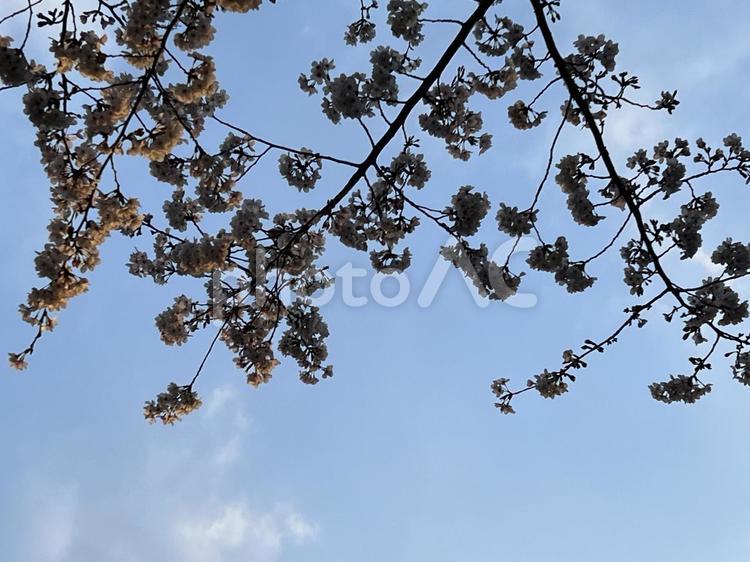 青空と桜の枝木 桜,青空,無人の写真素材