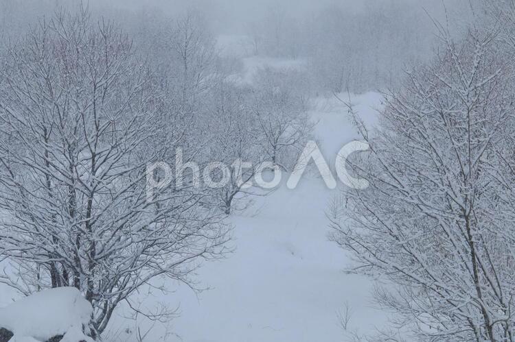 雪の日の山の木　樹に積もる雪　白の世界 雪が気に積もる,雪降り,白い世界の写真素材