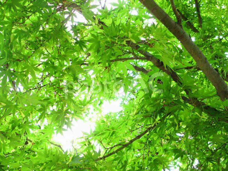 木漏れ日 自然,風景,木の写真素材