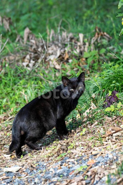 可愛い癒し系の黒猫 ネコ,動物,ペットの写真素材