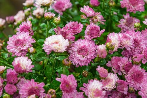 雨上がりに咲くピンクの小菊 雨上がりに咲くピンクの小菊 小菊,菊,花の写真素材