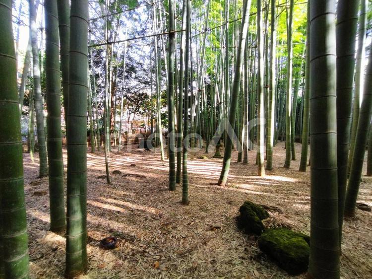 鎌倉　報国寺にて　竹林 報国寺,鎌倉,竹の写真素材