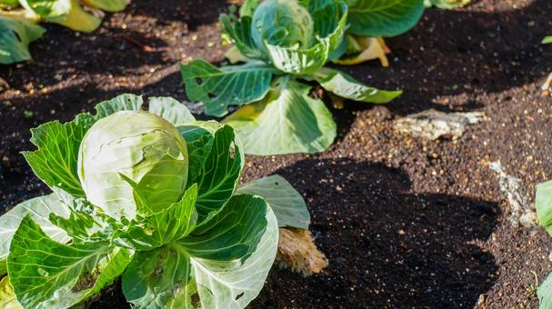 畑に植えられたキャベツ 畑に植えられたキャベツ キャベツ,野菜,葉物野菜の写真素材