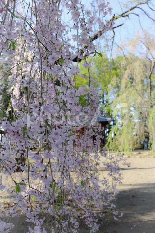 お寺のしだれ桜 桜,枝垂桜,しだれ桜の写真素材