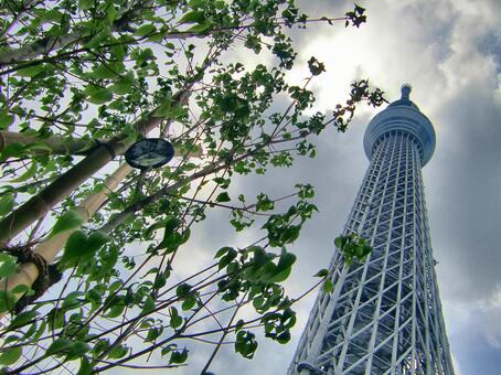 曇り日の東京スカイツリー-171 東京スカイツリー,曇り日,かすみの写真素材