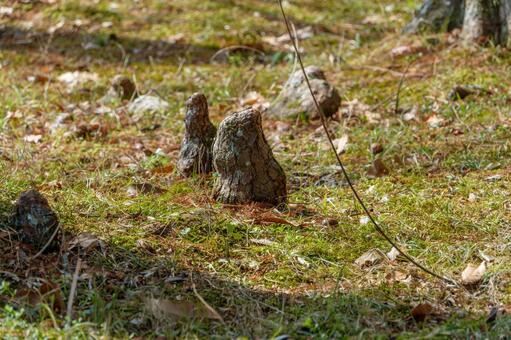 地面から突き出たラクウショウの気根 ラクウショウ,気根,根の写真素材