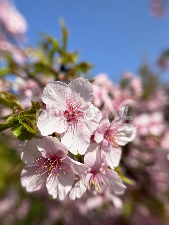 岐阜県・柏森公園　河津桜 桜,サクラ,花の写真素材