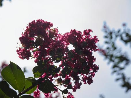 夏空に映える百日紅 夏空に映える百日紅の写真