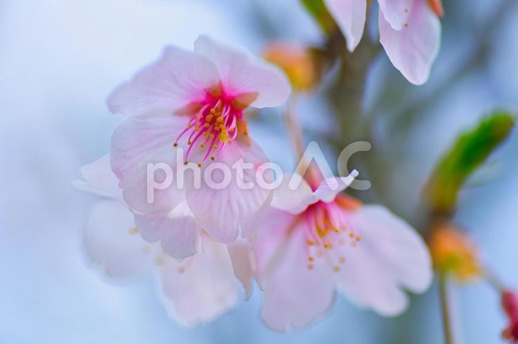 青空のもとの桜のアップ 桜,春,花の写真素材