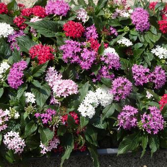 色とりどりのペンタスの花 色とりどりのペンタスの花 花,ペンタス,ピンク花の写真素材