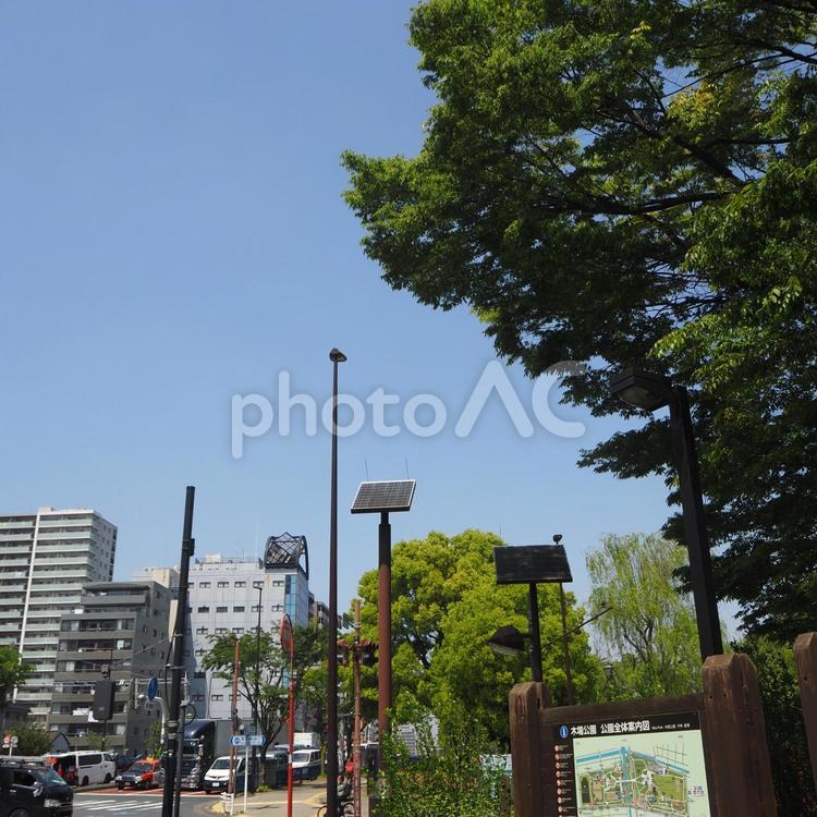 初夏の東京・新緑の木場公園＆街（江東区） 初夏,新緑,木場公園の写真素材