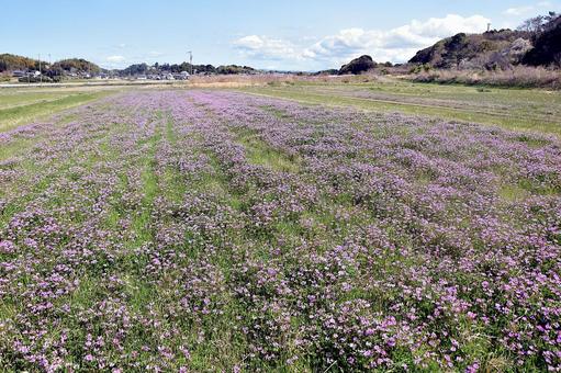 水田跡に広がるレンゲ畑 レンゲ,蓮華,花の写真素材