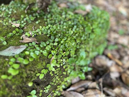 苔に包まれた石 苔に包まれた石 苔,マメヅタ,ツタの写真素材