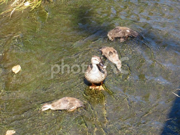 母カルガモと３羽の子ガモ カルガモ,鳥,野鳥の写真素材
