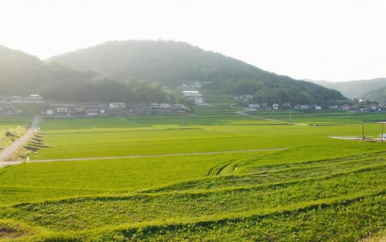 夏の田んぼ 畑が広がる田舎の風景 夏の田んぼ 畑が広がる田舎の風景 田んぼ,畑,夏の写真素材