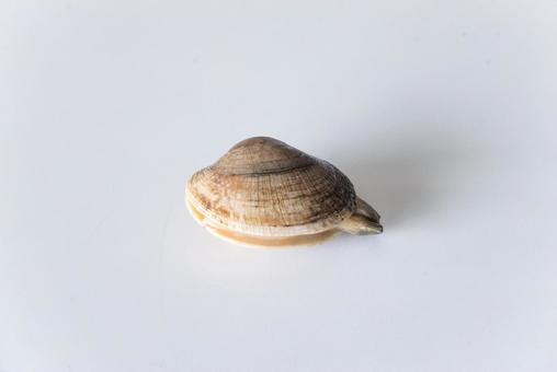 アサリ アサリ アサリ,貝,貝がらの写真素材