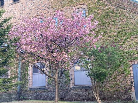 桜 桜の写真