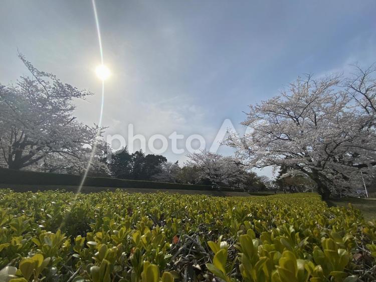 桜と太陽の付き合い 佐倉,公園,太陽の写真素材