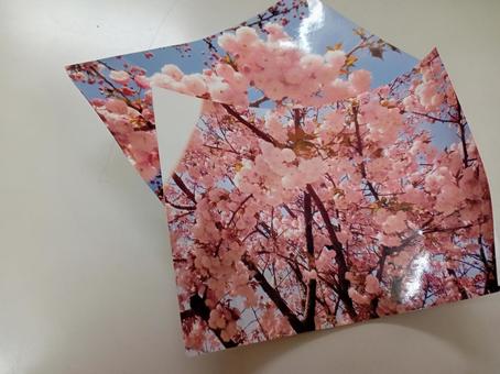 Cherry Blossom Photos, JPG Cherry Blossom Photos, JPG