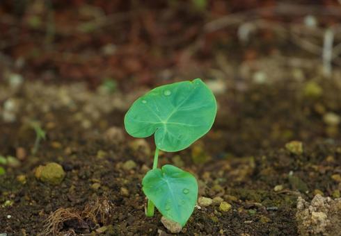 植物 植物の写真