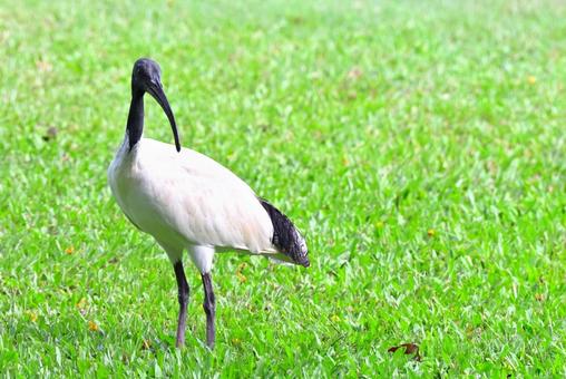 鶴にそっくりなオーストラリアクロトキ２ オーストラリアクロトキ,野鳥,鳥の写真素材
