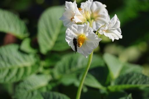 虫のとまるじゃがいも畑の花のアップ 虫,とまる,じゃがいもの写真素材