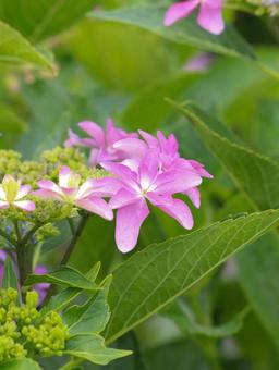 Hydrangea, JPG Hydrangea, JPG
