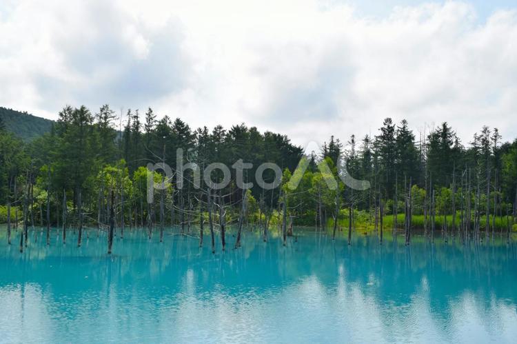 美瑛　白金青い池 美瑛,北海道,自然の写真素材