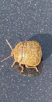 茶色いマルカメムシ 茶色い虫,丸い虫,カメムシの写真素材