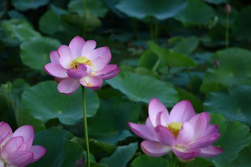神聖な花 神聖な花 ハス,花,ハス科の植物の写真素材