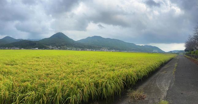 のどかな田舎の風景 秋の田園 パノラマ のどかな田舎の風景 秋の田園 パノラマ 稲,稲穂,収穫期の写真素材