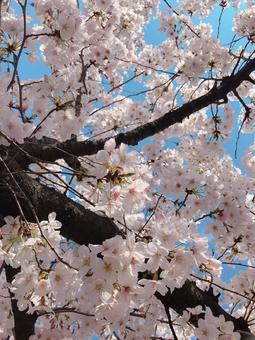 桜の写真
