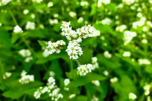 ソバの花9 ソバの花9の写真