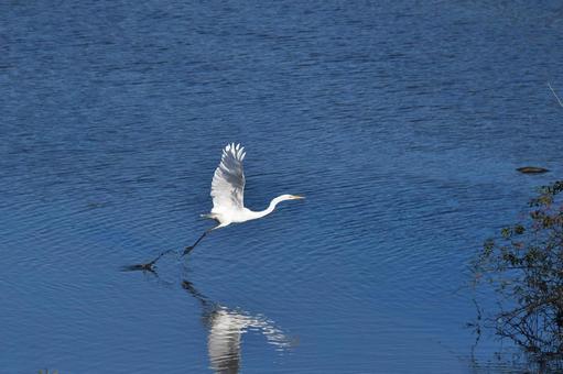 飛びだすダイサギ ダイサギ,サギ,鳥の写真素材