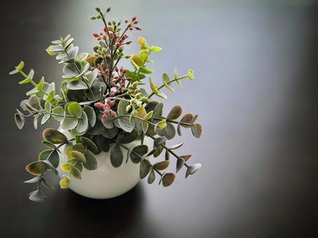 観葉植物 観葉植物 インテリア,素材,きれいの写真素材