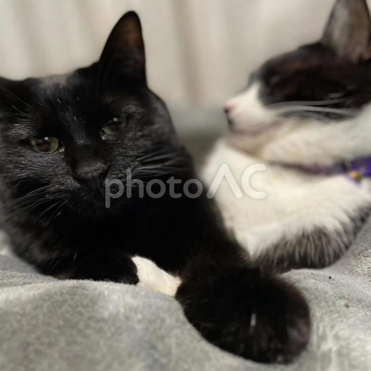 くつろぐ猫２匹 ペット,動物,ねこの写真素材