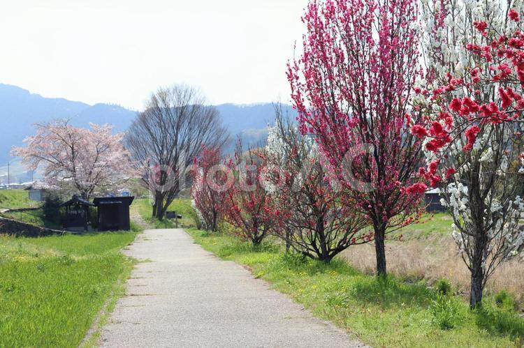 明日香村　美しい弥勒石付近の風景　１ 明日香村,春の景色,奈良県の写真素材