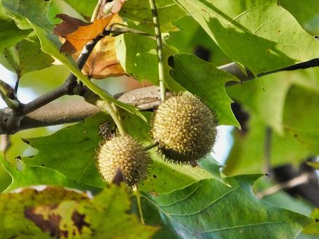 モミジバスズカケノキの薄茶色の実 モミジバスズカケノキ,実,秋の写真素材