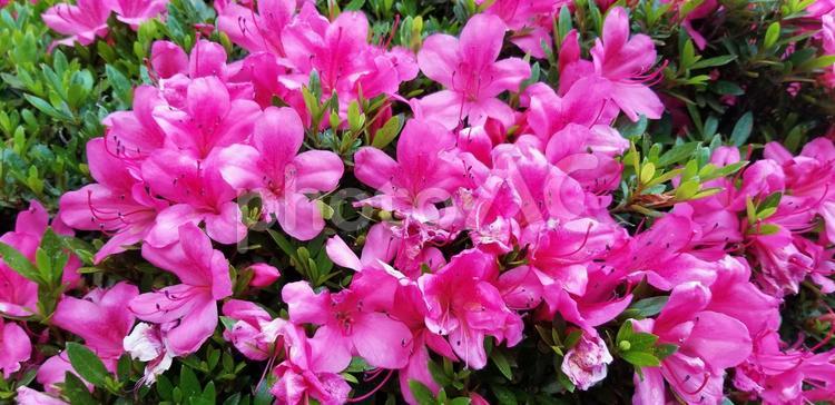 花 花,ツツジ,ピンクの写真素材