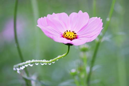 Cosmos flower with water droplets, JPG