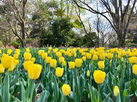 黄色いチューリップ チューリップ,花,黄色の写真素材