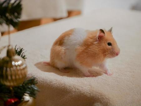 ハムスターのクリスマス クリスマス,メリークリスマス,12月の写真素材