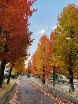 紅葉 一本道 紅葉 一本道の写真