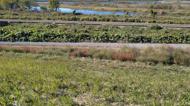 河川敷の風景 河川敷,河川敷の風景,川の写真素材