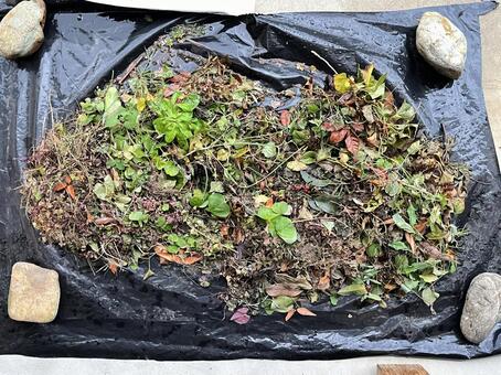 草取りをしたあと 草,雑草,ビニールの写真素材