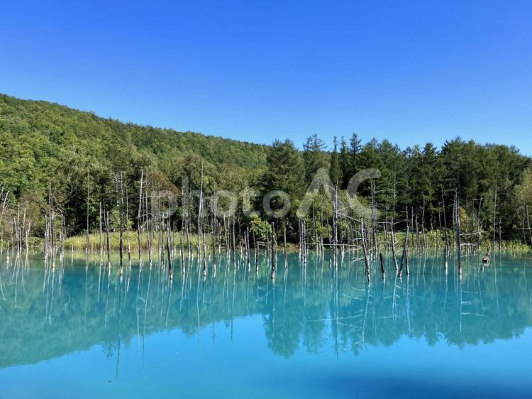 青い池（美瑛町）05 青い池,美瑛,美瑛ブルーの写真素材