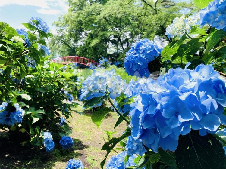 雨上がりの紫陽花② 紫陽花,アジサイ,あじさいの写真素材