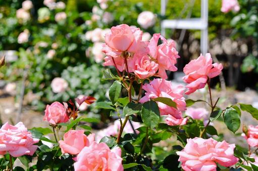 薔薇　プリンセスアイコ 薔薇,プリンセスアイコ,ピンクの写真素材