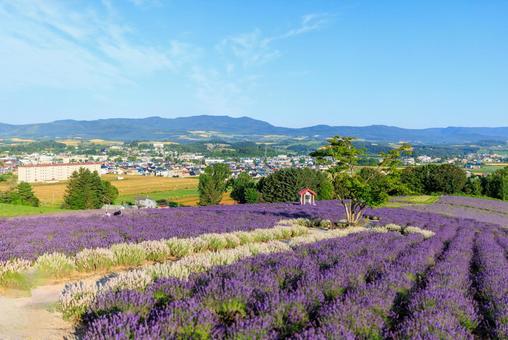 日の出公園のラベンダー 日の出公園のラベンダー,ラベンダー,上富良野町の写真素材