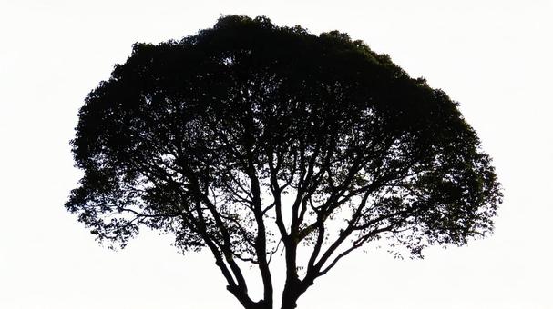 ツリー 木,樹木,生命の写真素材